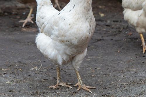 alas-kandang-menggumpal