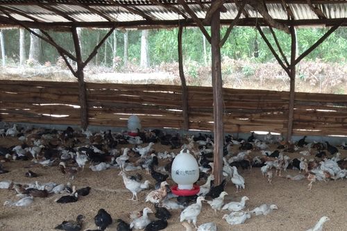 amonia-tak-terkendali